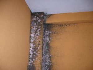 Como quitar el moho de la pared. Condensación en casa